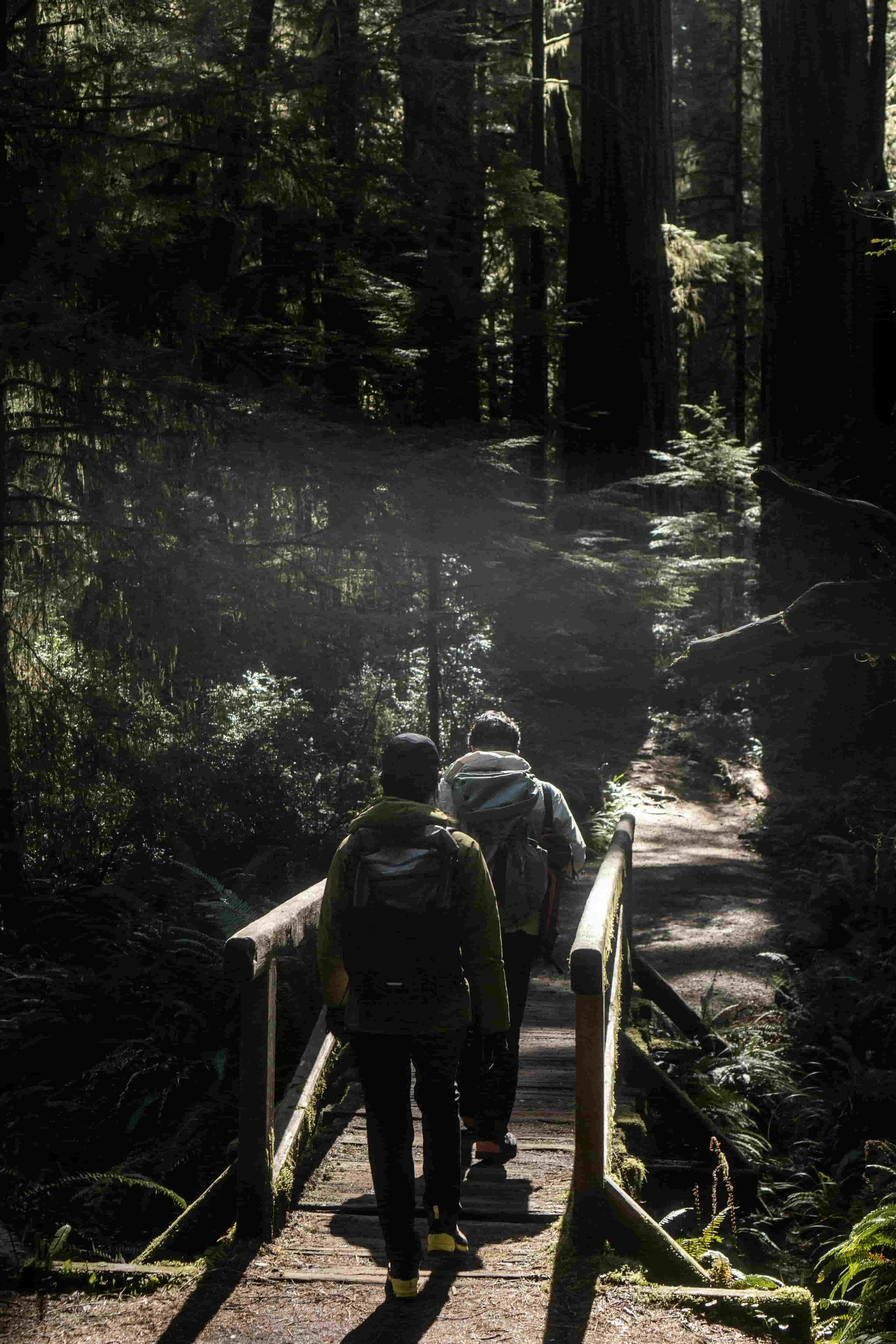 Forest Paths