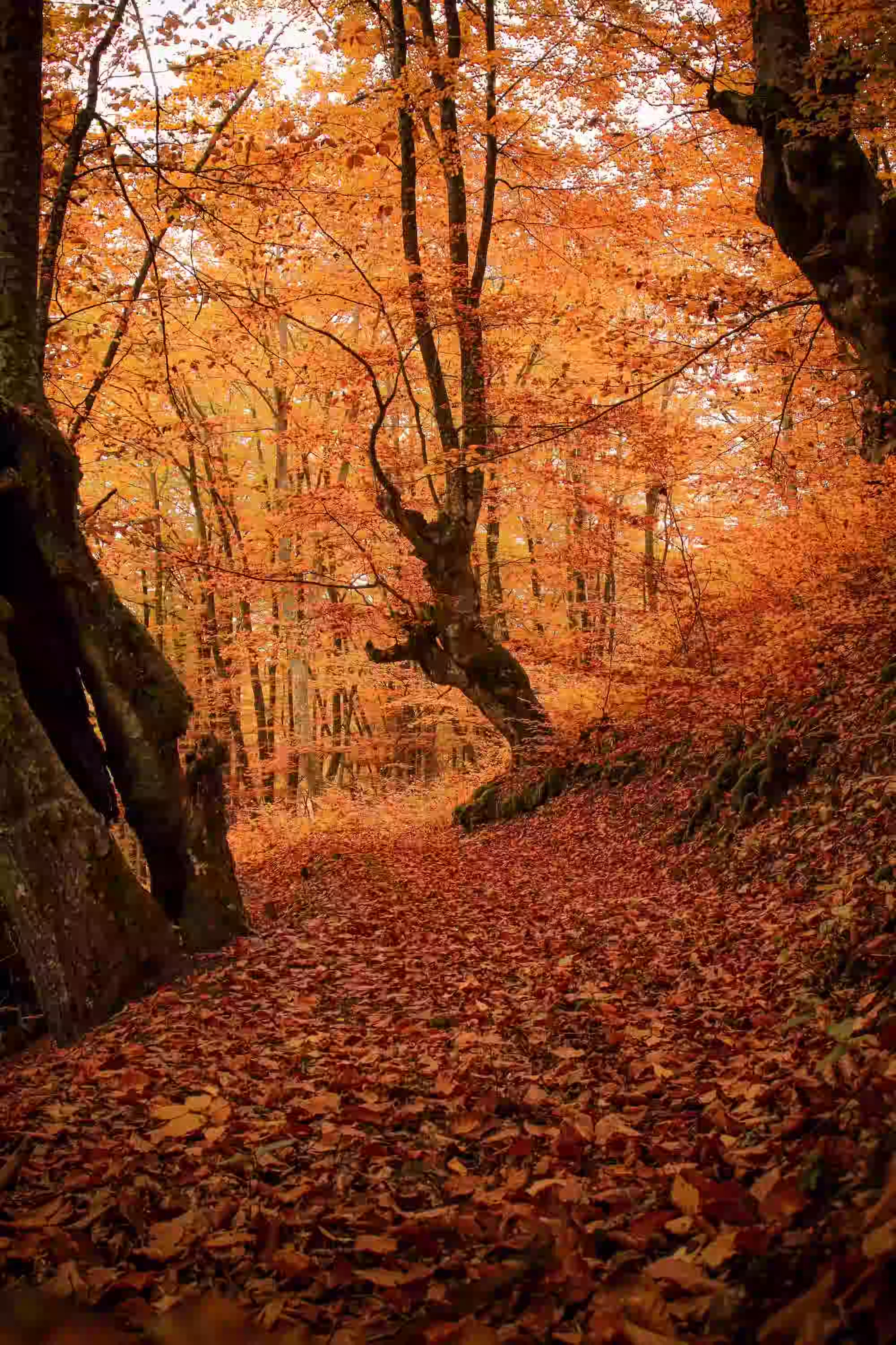 Pathway